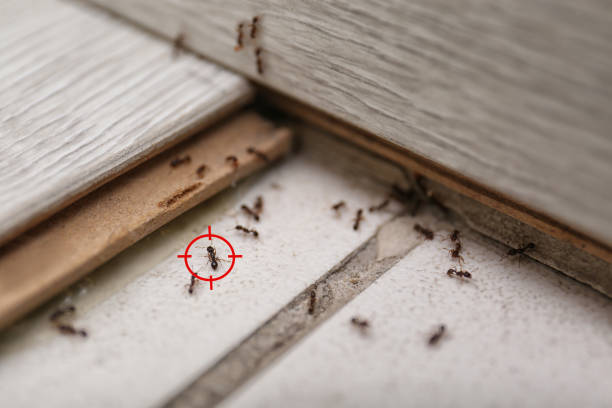 Pest Prevention Services in Oakdale, PA